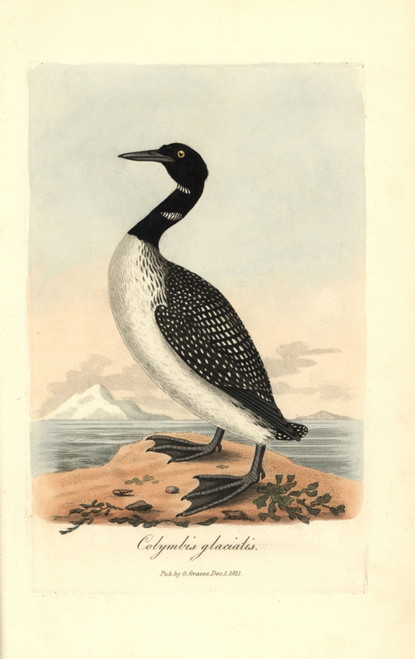 Great Northern Diver Or Loon  Gavia Immer Poster Print By ® Florilegius / Mary Evans - Item # VARMEL10937343