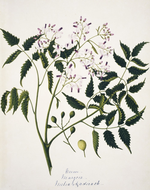 Melia Azadirack  Neem Poster Print By Mary Evans / Natural History Museum - Item # VARMEL10710501 Melia Azadirack  Neem Poster Print By Mary Evans / Natural History Museum - Item # VARMEL10710501