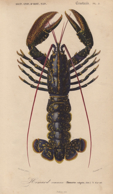 Blue Lobster  Homarus Vulgaris Poster Print By ® Florilegius / Mary Evans - Item # VARMEL10940941