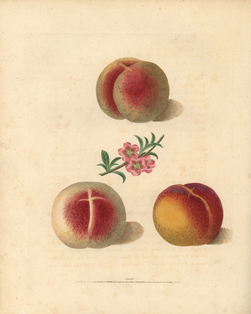 Peach Varieties  Prunus Persica Poster Print By ® Florilegius / Mary Evans - Item # VARMEL10935687