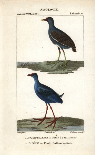 Common Moorhen  Gallinula Chloropus  And Purpleà Poster Print By ® Florilegius / Mary Evans - Item # VARMEL10938896