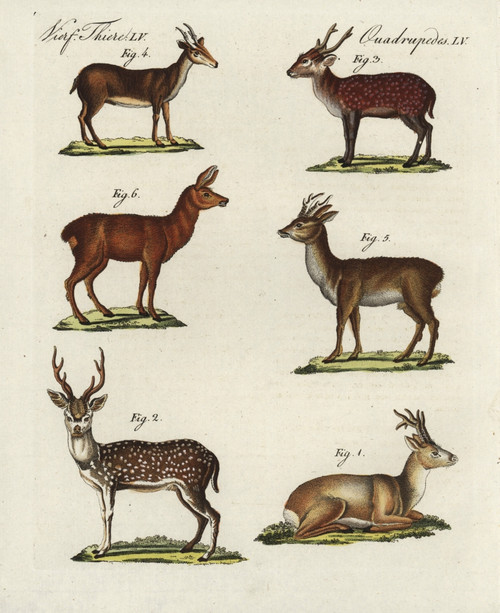 Eastern Roe Deer  Spotted Deer  Hog Deer  Muntjacà Poster Print By ® Florilegius / Mary Evans - Item # VARMEL10934745