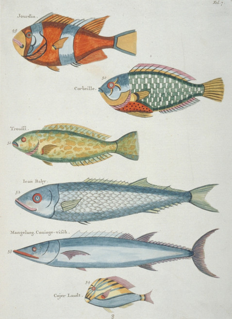 Colourful Illustration Of Six Fish Poster Print By Mary Evans / Natural History Museum - Item # VARMEL10708219