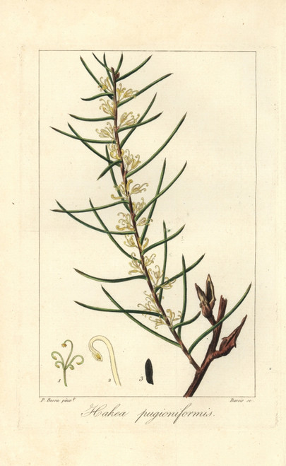 Dagger Hakea  Hakea Teretifolia Poster Print By ® Florilegius / Mary Evans - Item # VARMEL10934623