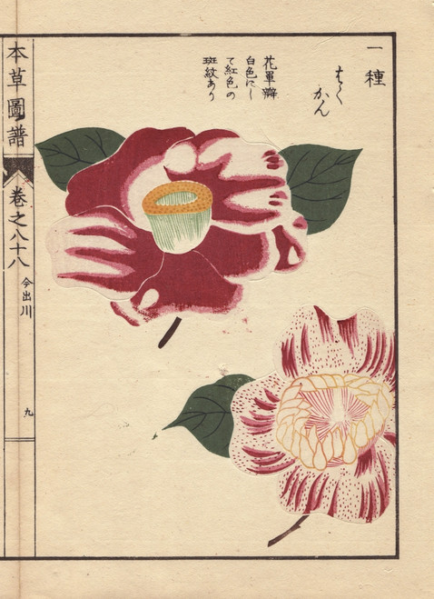 Scarlet And White Camellias  Imadegawa Andà Poster Print By ® Florilegius / Mary Evans - Item # VARMEL10938595