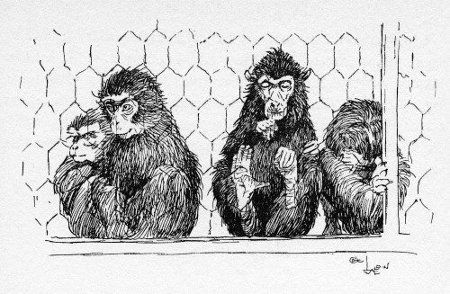 Illustration By Cecil Aldin  The Monkey House Poster Print By Mary Evans Picture Library - Item # VARMEL10956845