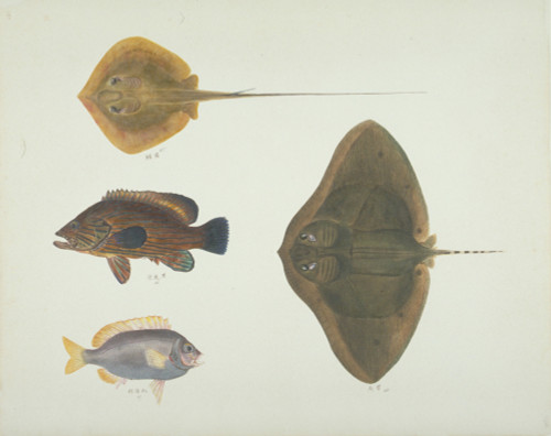 Ls Plate 192 From The John Reeves Collection Poster Print By Mary Evans / Natural History Museum - Item # VARMEL10707441