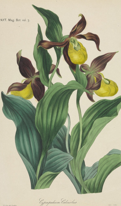 Cypripedium Calceolus  Ladys Slipper Orchid Poster Print By Mary Evans / Natural History Museum - Item # VARMEL10715389