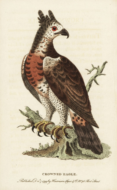 Crowned Eagle  Stephanoaetus Coronatus Poster Print By ® Florilegius / Mary Evans - Item # VARMEL10937789
