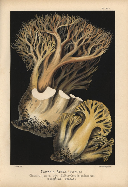 Golden Coral Fungus  Ramaria Aurea  Edible Poster Print By ® Florilegius / Mary Evans - Item # VARMEL10939324
