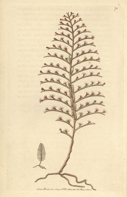 Little Seabristle  Plumularia Setacea Smallà Poster Print By ® Florilegius / Mary Evans - Item # VARMEL10940895