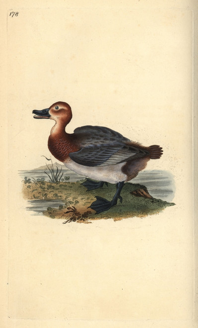 Common Pochard Or Red-Headed Wigeon  Aythra Ferina Poster Print By ® Florilegius / Mary Evans - Item # VARMEL10936295