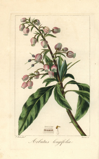 Canary Madrone Or Strawberry Tree  Arbutus Canariensis Poster Print By ® Florilegius / Mary Evans - Item # VARMEL10934648