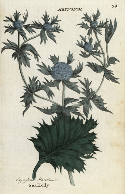 Sea Holly  Eryngium Maritimum Poster Print By ® Florilegius / Mary Evans - Item # VARMEL10935980