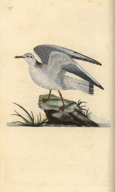 Mew Or Winter Gull  Larus Canus Poster Print By ® Florilegius / Mary Evans - Item # VARMEL10936389