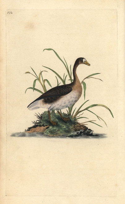 Greater White-Fronted Goose  Anser Albifrons Poster Print By ® Florilegius / Mary Evans - Item # VARMEL10936219