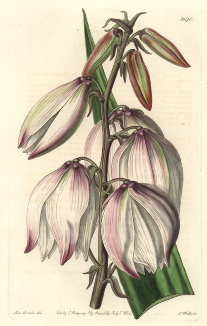 Spanish Dagger  Yucca Gloriosa Var Gloriosa Poster Print By ® Florilegius / Mary Evans - Item # VARMEL10935221