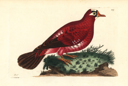 Crimson Pigeon  Columba Rosea Extinct Poster Print By ® Florilegius / Mary Evans - Item # VARMEL10940665
