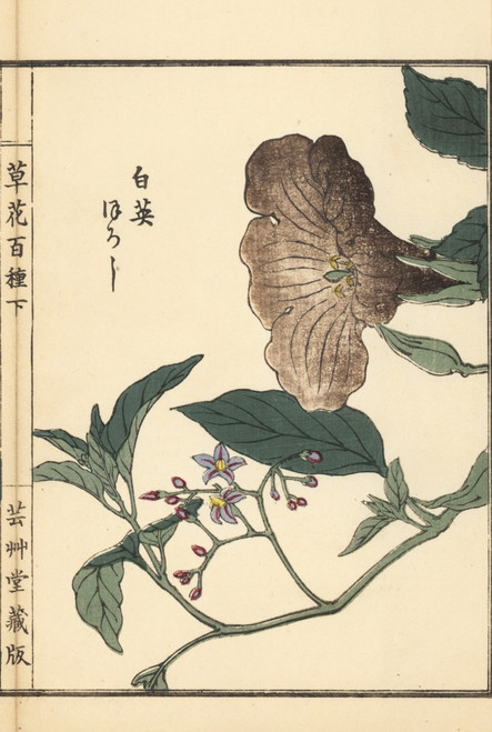 Lyreleaf Nightshade  Solanum Lyratum Poster Print By ® Florilegius / Mary Evans - Item # VARMEL10938756