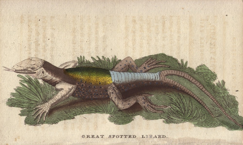 Great Spotted Lizard With A Forked Or Doubleà Poster Print By ® Florilegius / Mary Evans - Item # VARMEL10941067