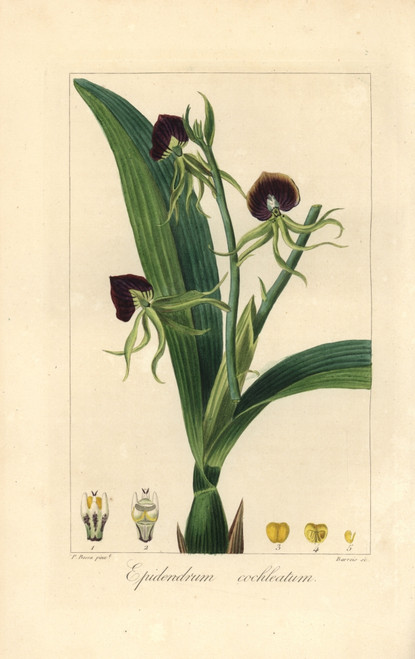Clamshell Orchid  Epidendrum Cochleatum Poster Print By ® Florilegius / Mary Evans - Item # VARMEL10934639