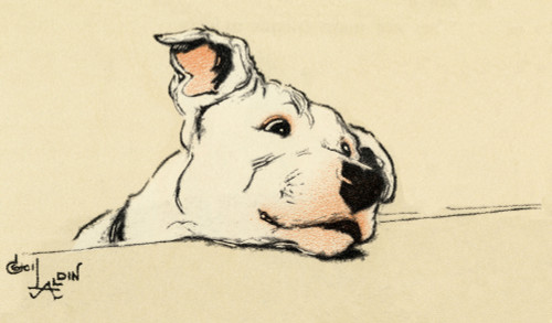 Illustration By Cecil Aldin  Bull Terrier Head Study Poster Print By Mary Evans Picture Library - Item # VARMEL10980839