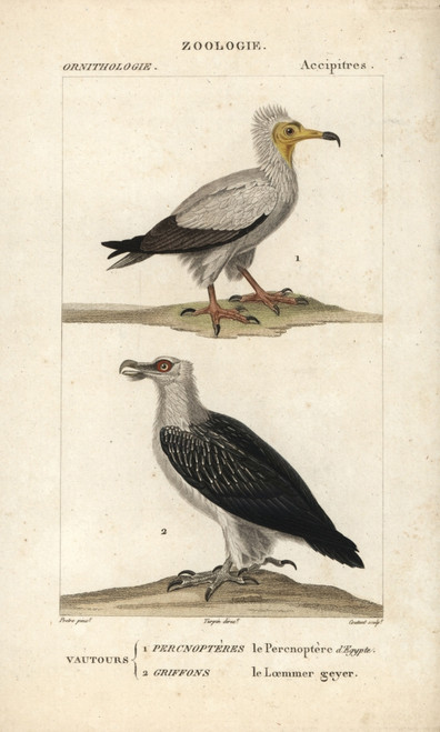 Egyptian Vulture  Neophron PercnopterusÀ Poster Print By ® Florilegius / Mary Evans - Item # VARMEL10938957