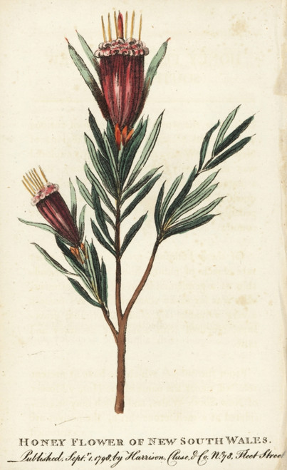 Honey Flower Of New South Wales Poster Print By ® Florilegius / Mary Evans - Item # VARMEL10937877