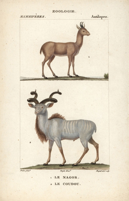 Nilgai  Boselaphus Tragocamelus  And Greaterà Poster Print By ® Florilegius / Mary Evans - Item # VARMEL10939013