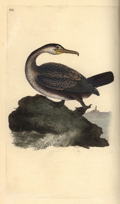 European Shag  Phalacrocorax Aristotelis Poster Print By ® Florilegius / Mary Evans - Item # VARMEL10936299