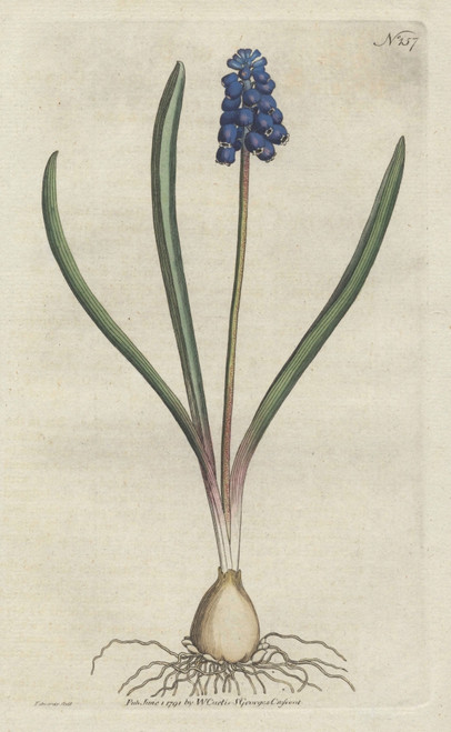 Grape Hyacinth  Muscari Botryoides Poster Print By ® Florilegius / Mary Evans - Item # VARMEL10934854