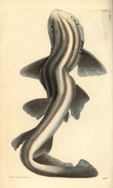 Pyjama Shark  Poroderma Africanum Near Threatened Poster Print By ® Florilegius / Mary Evans - Item # VARMEL10940472