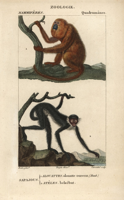 Red Howler Monkey  Alouatta Seniculus  Andà Poster Print By ® Florilegius / Mary Evans - Item # VARMEL10939028