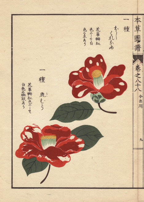 Crimson Camellias  Hoshikure Naru And Shishimuraà Poster Print By ® Florilegius / Mary Evans - Item # VARMEL10938596