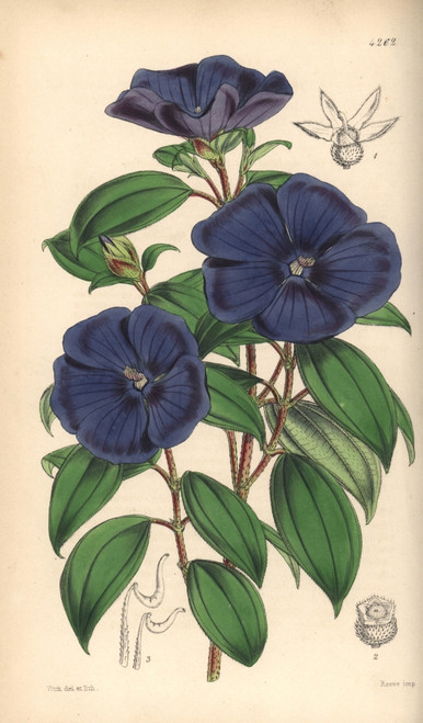 Elegant Pleroma  Pleroma Elegans Poster Print By ® Florilegius / Mary Evans - Item # VARMEL10935076