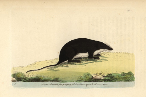 Eurasian Water Shrew  Neomys Fodiens Poster Print By ® Florilegius / Mary Evans - Item # VARMEL10940878