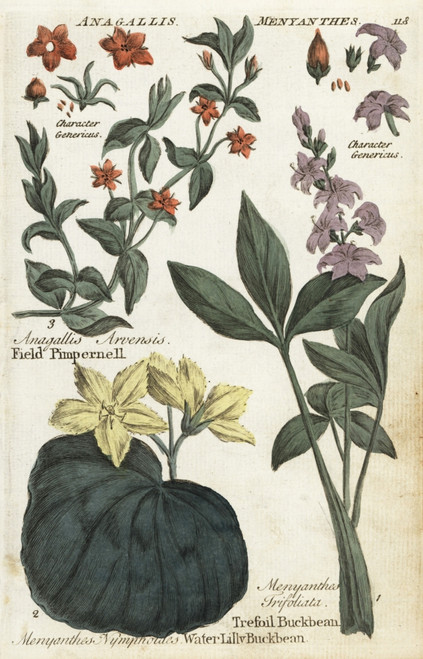 Scarlet Pimpernel  Bogbean  And Fringed Waterlilly Poster Print By ® Florilegius / Mary Evans - Item # VARMEL10935891