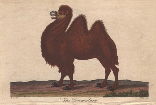 Dromedary Camel  Camelus Dromedarius Poster Print By ® Florilegius / Mary Evans - Item # VARMEL10941192