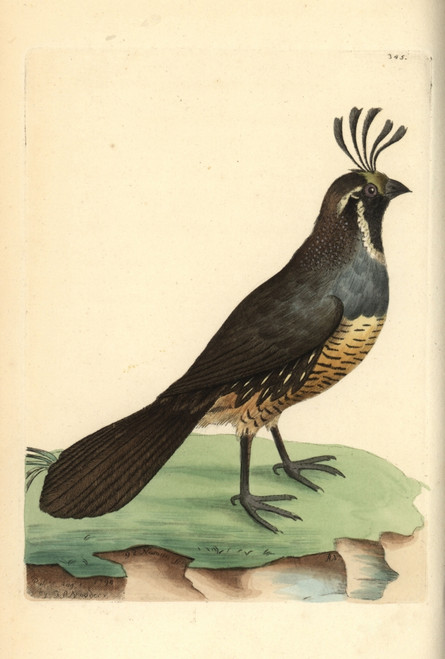 California Quail  Callipepla Californica Poster Print By ® Florilegius / Mary Evans - Item # VARMEL10940471