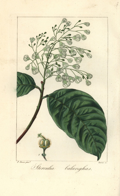Sterculia Balanghas  Native To Africa  America And Asia Poster Print By ® Florilegius / Mary Evans - Item # VARMEL10934651