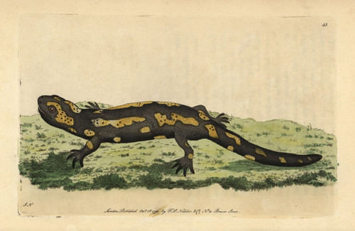 Fire Salamander  Salamandra Salamandra Poster Print By ® Florilegius / Mary Evans - Item # VARMEL10940867