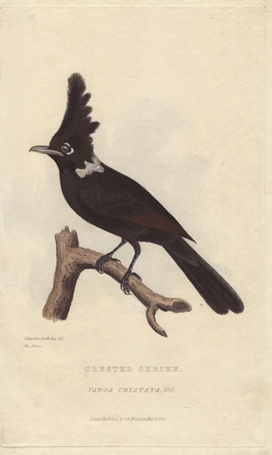 Crested Shrike Jay  Platylophus Galericulatus Poster Print By ® Florilegius / Mary Evans - Item # VARMEL10934465