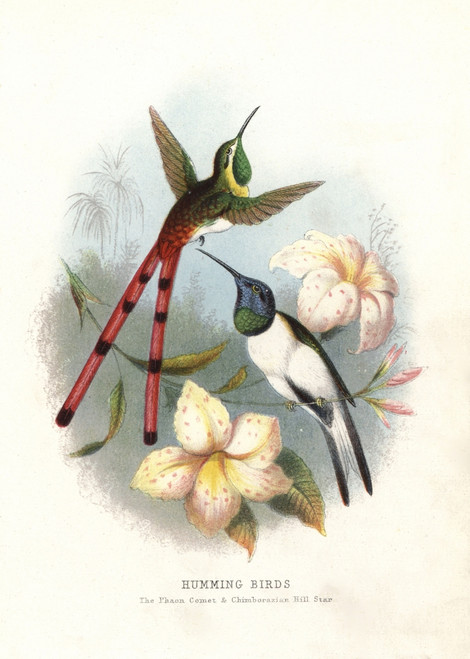 Red-Tailed Comet  Sappho Sparganura  And Ecuadorianà Poster Print By ® Florilegius / Mary Evans - Item # VARMEL10939124