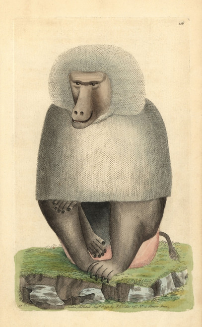 Hamadryas Baboon  Papio Hamadryas Poster Print By ® Florilegius / Mary Evans - Item # VARMEL10940340