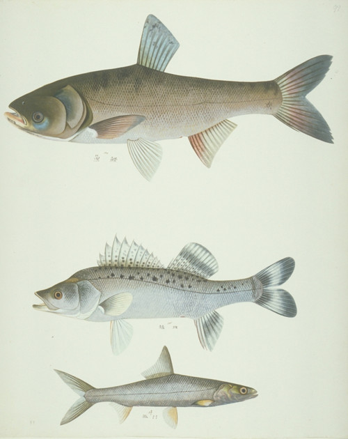 Ls Plate 175 From The John Reeves Collection Poster Print By Mary Evans / Natural History Museum - Item # VARMEL10707424
