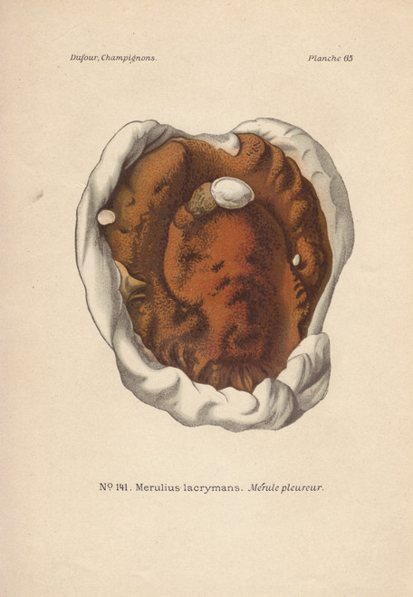 Dry Rot Fungus  Merulius Lacrymans Poster Print By ® Florilegius / Mary Evans - Item # VARMEL10936432