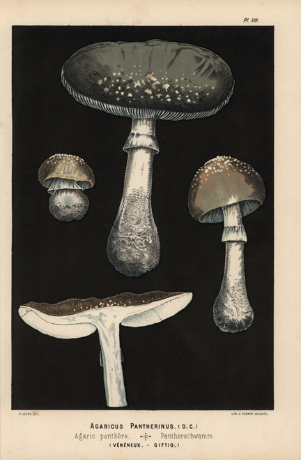 Spotted Amanita  Amanita Pantherina  Agaricusà Poster Print By ® Florilegius / Mary Evans - Item # VARMEL10939291