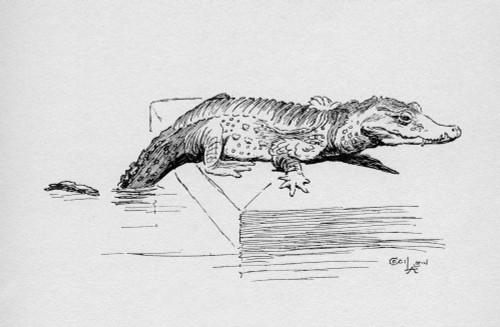 Illustration By Cecil Aldin  The Alligator Poster Print By Mary Evans Picture Library - Item # VARMEL10956866