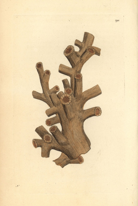 Dendrophyllia Ramea Stony Coral Poster Print By ® Florilegius / Mary Evans - Item # VARMEL10940318