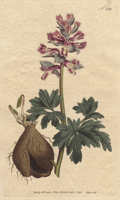 Hollow-Rooted Fumitory With Dusty Mauve Flowersà Poster Print By ® Florilegius / Mary Evans - Item # VARMEL10934870